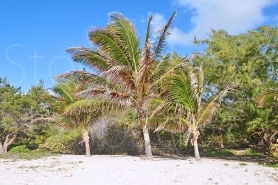 Beach Palms