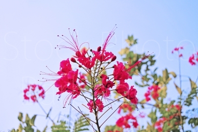 Caesalpinia Pulcherrima