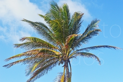 Coconut Tree