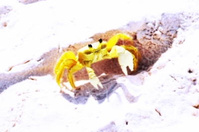 Crab
