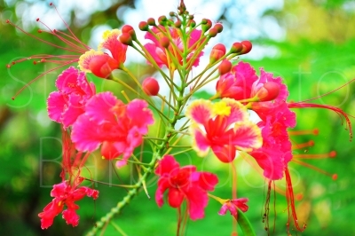 Pride of Barbados 