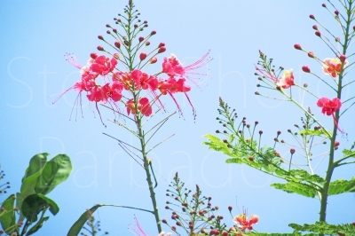Pride of Barbados 